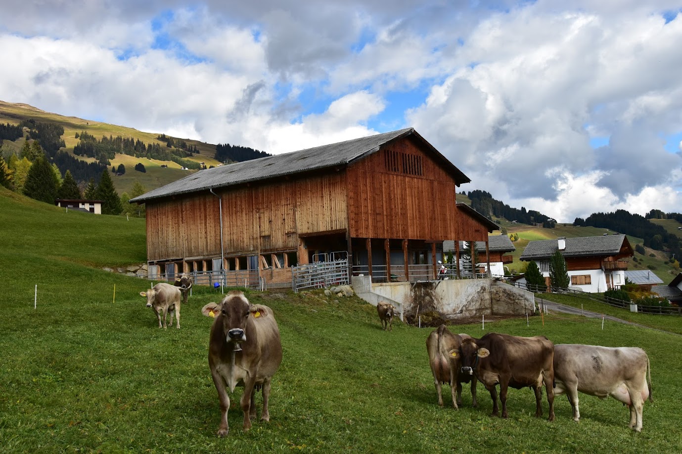 Milchkühe Bündnerland Milchkühe vor dem Stall