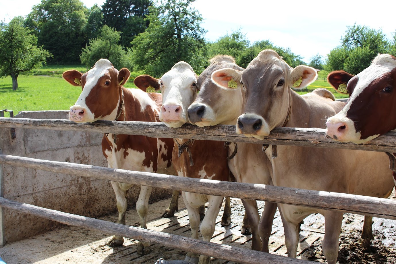 Milchkühe im Auslauf