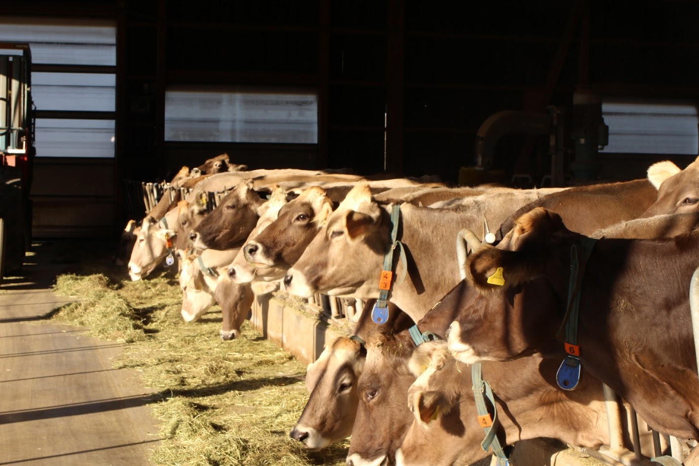 Milchkühe am Fressen