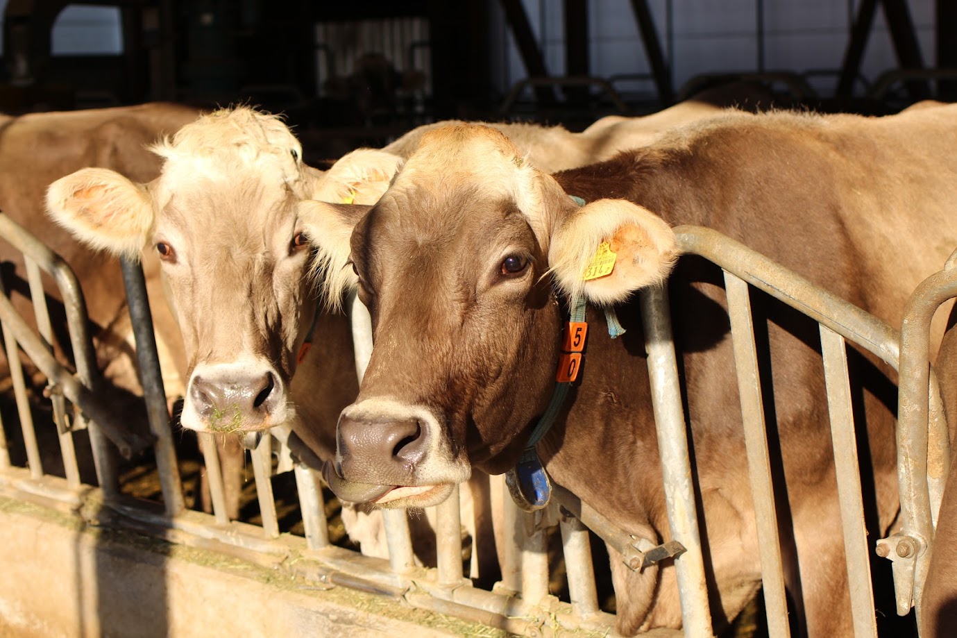 Milchkühe im Fressgitter