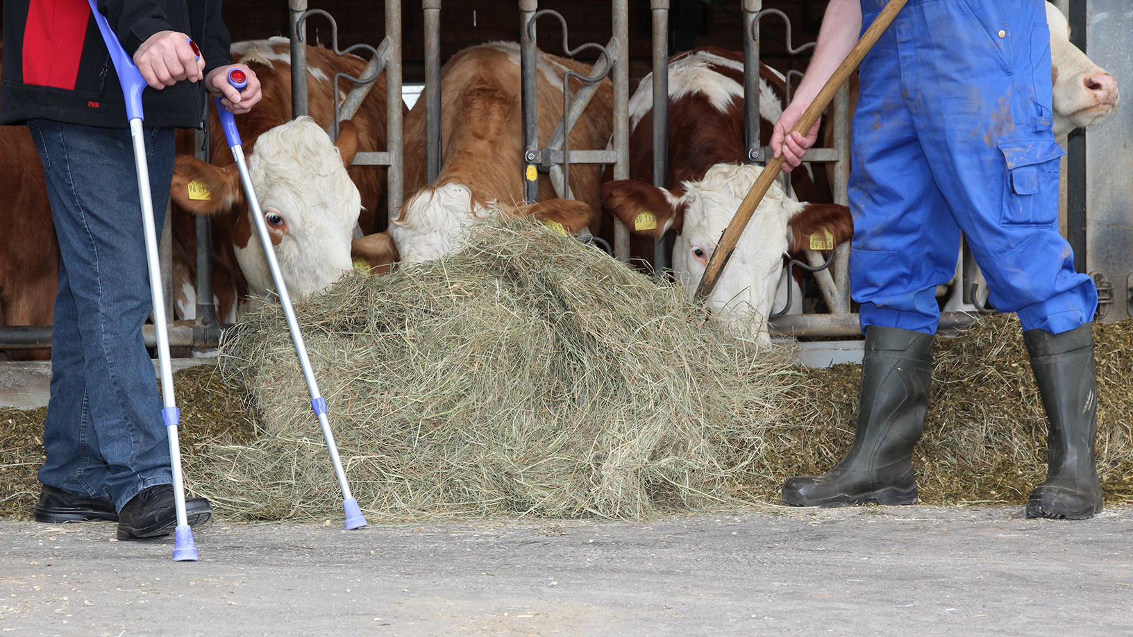 maenner-gehhilfe-stall-kuehe-16_9
